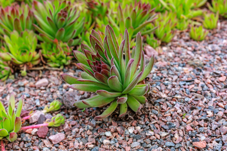 Gravas de piedra para mejorar de forma natural el drenaje en jardines exteriores